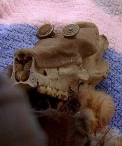 Squirrel Baby.JPG