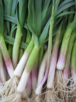 Green garlic