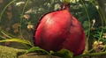 Carnivorous Plant.png