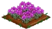 Purple Poppy 100