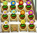 Marigolds zen garden.png