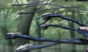 Dakomu