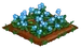 Forget-Me-Not 100