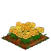 Yellow Roses extra100