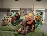 524-vetshospital