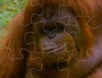 Orangutanpuzzle