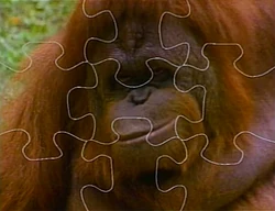 Orangutanpuzzle