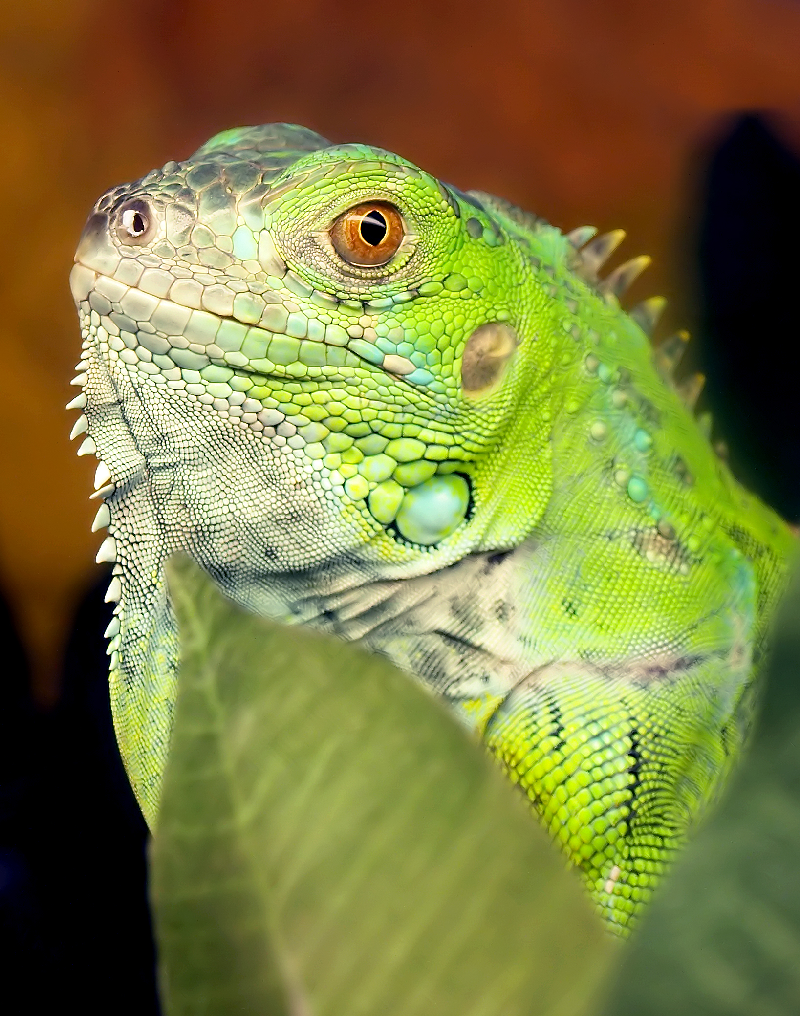 Green Iguana