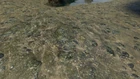 Barnacles LC real1