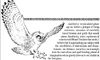 Watchmen bird