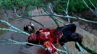1x01DeadPilot