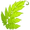 Fern Leaf