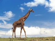 GIRAFFA1264.jpg