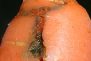Carrot Root Fly