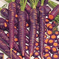 IMAGE(http://images3.wikia.nocookie.net/__cb20100505185748/gardener/images/8/83/Carrot_Purple_Haze.jpg)