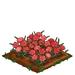 Pink Carnation 100