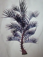 Razorpalm