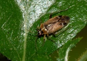 Capsid Bug Miridae