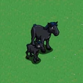 Percheron