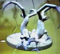 Dilemma Spore