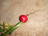 Radish Slug Damage