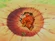 Death yamcha