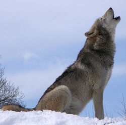 From Wikipedia- Dakota, a Grey Wolf - Public Domain, by Retron.jpg