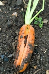 Carrot Splitting
