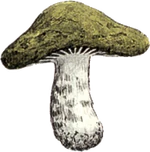 Sleepy Toadstool