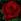 Wild Rose