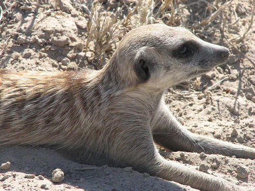 http://images3.wikia.nocookie.net/__cb20100519102506/meerkats/images/e/ee/Axel2.jpg