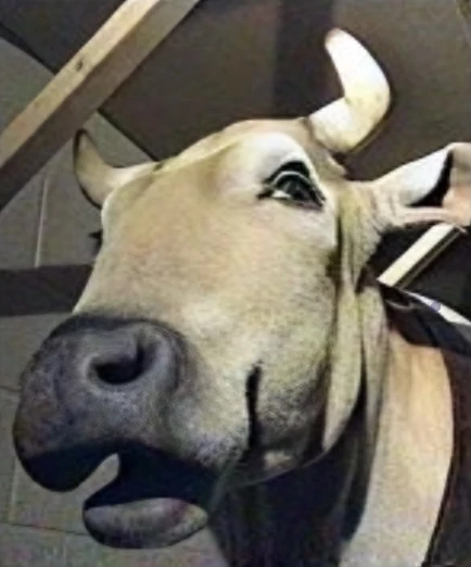 Dolittle cow