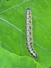 Cabbage white caterpillar