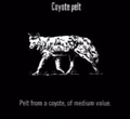 Animals Coyote Pelt.jpg