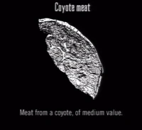 Animals Coyote Meat