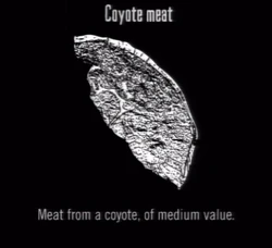 Animals Coyote Meat