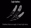 Animals Eagle Feathers.jpg