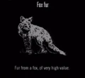 Animals Fox Fur.jpg