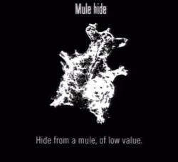 Animals Mule Hide