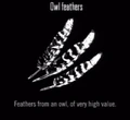 Animals Owl Feathers.jpg