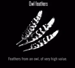 Animals Owl Feathers