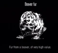 Animals Beaver Fur.jpg