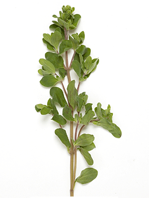 Fresh_marjoram.gif