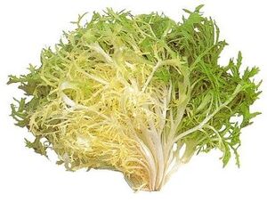 Chicory