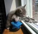 Catwithgun2