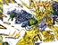 Brass #1}} {{{Image2Text}}}