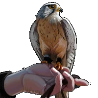Huge item falconer 01.gif