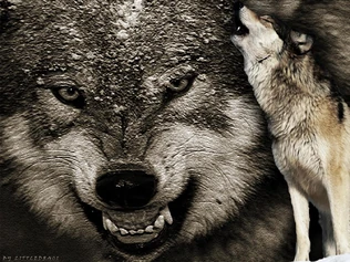 wolves window cling patterns
