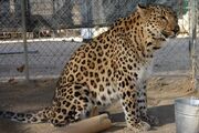 Persian Leopard