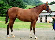 Karabakh-horse-today